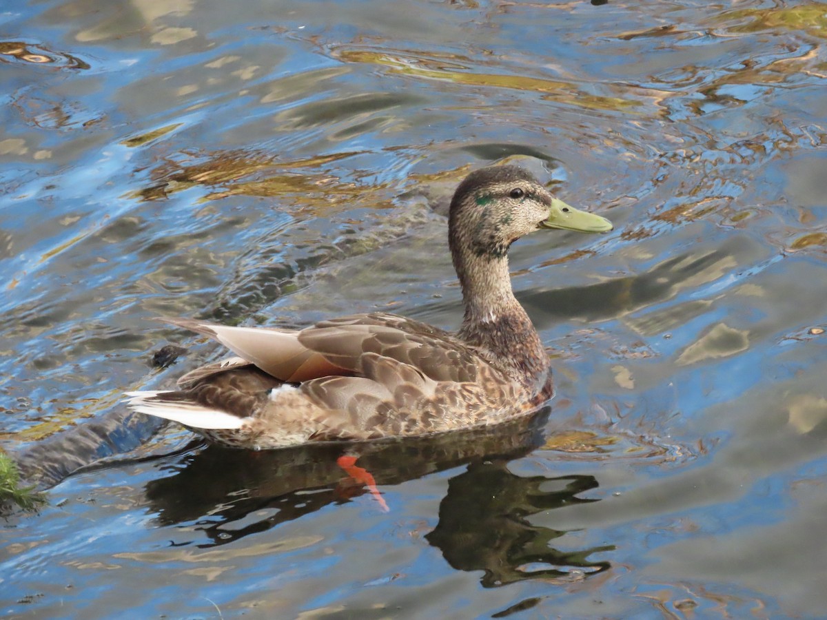 duck sp. - ML619211493