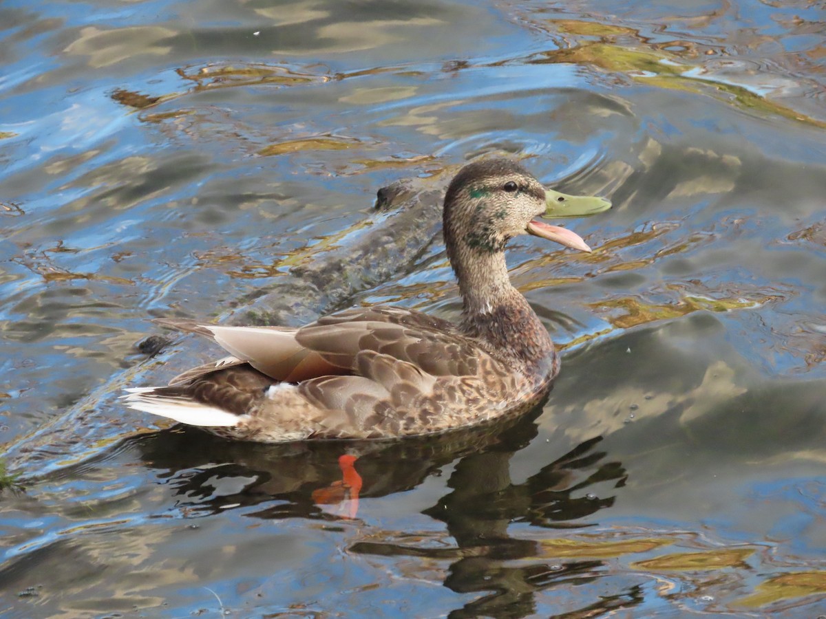 duck sp. - ML619211494