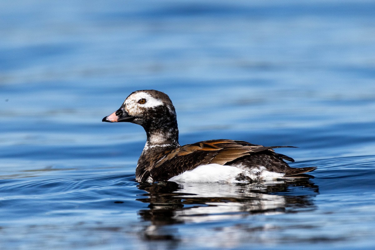 Long-tailed Duck - ML619211496