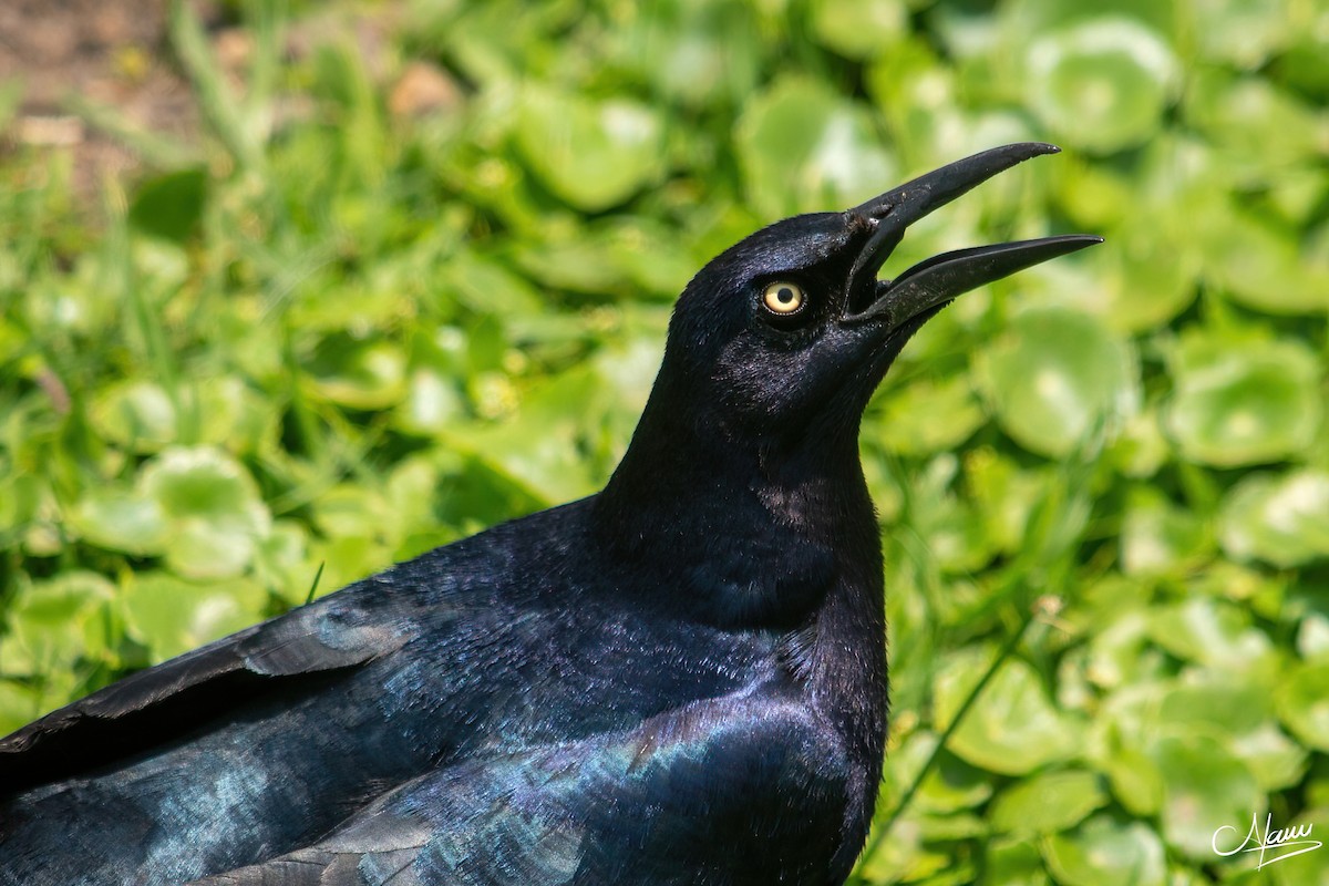 Great-tailed Grackle - ML619211499