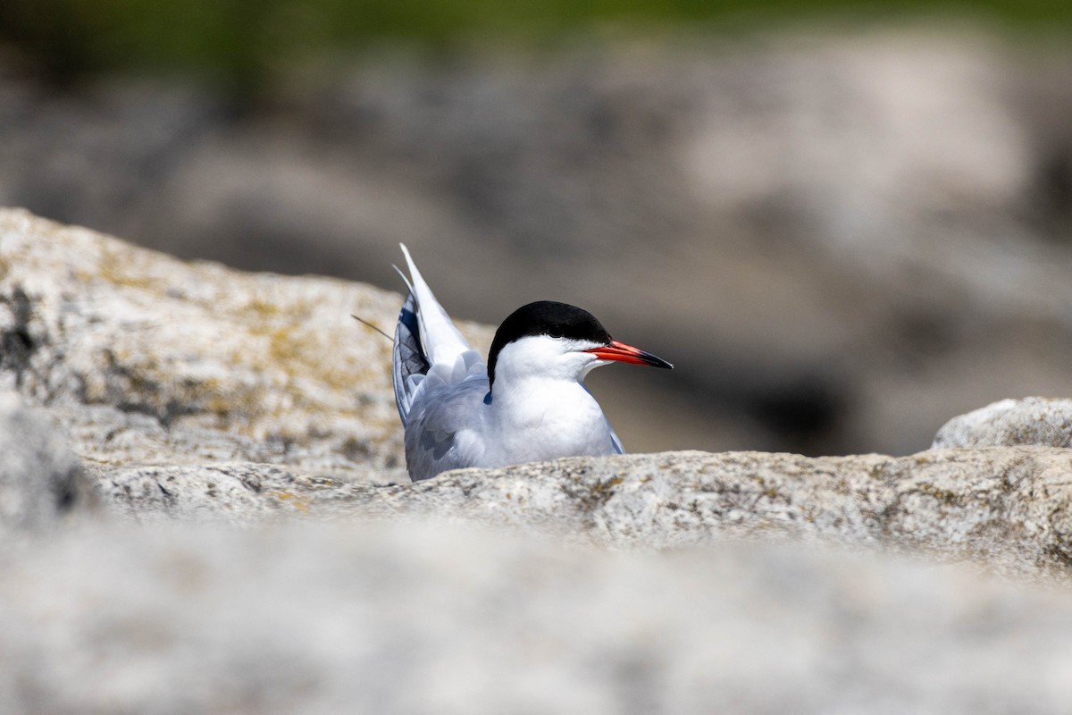 Common Tern - ML619211506