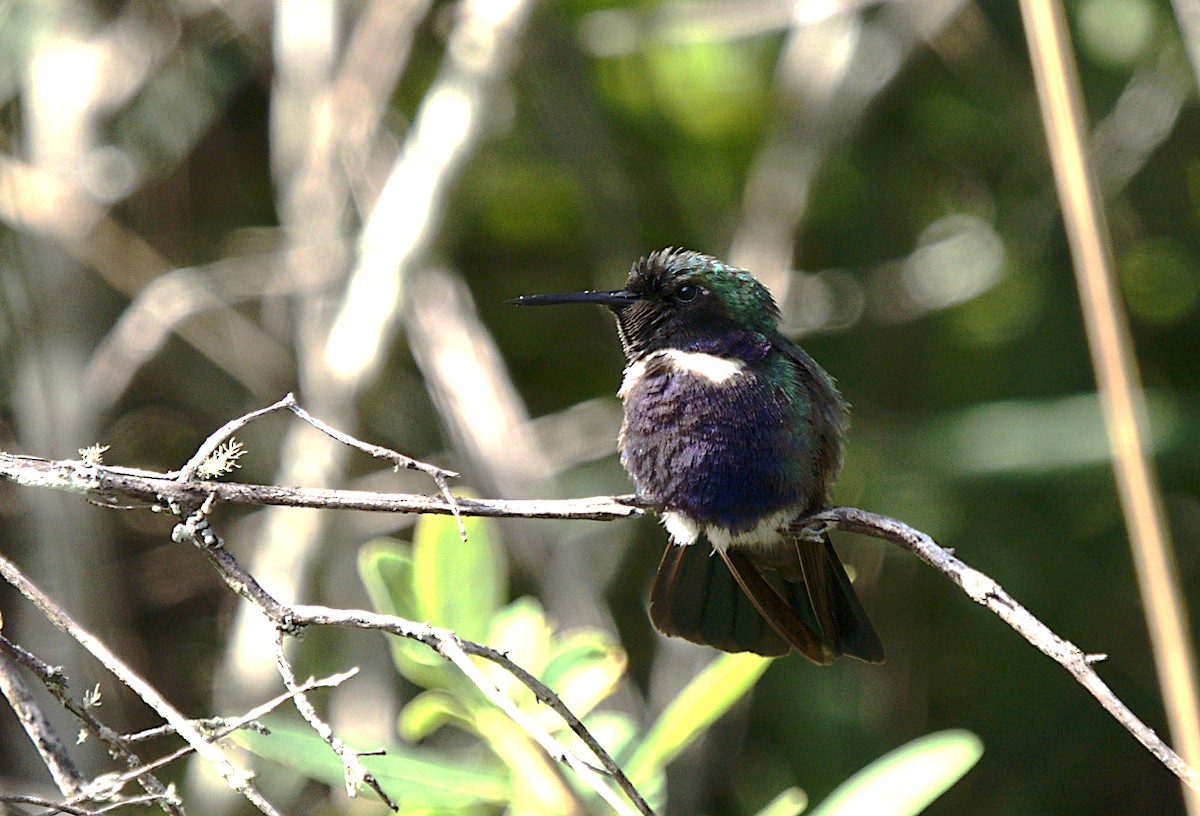 kolibřík čabrakový - ML619211582