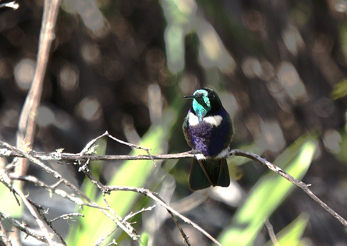 kolibřík čabrakový - ML619211583