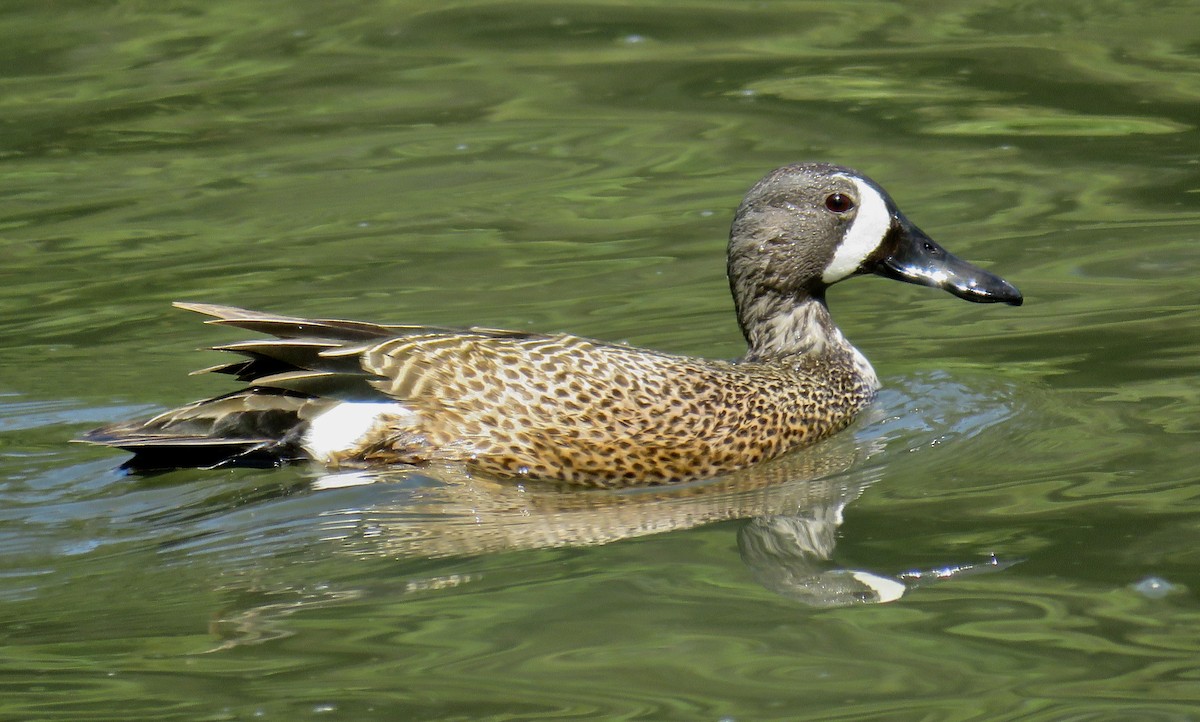 Blue-winged Teal - ML619211586