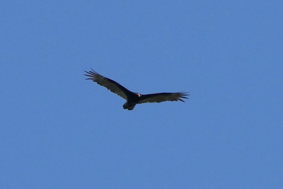 Turkey Vulture - ML619211590