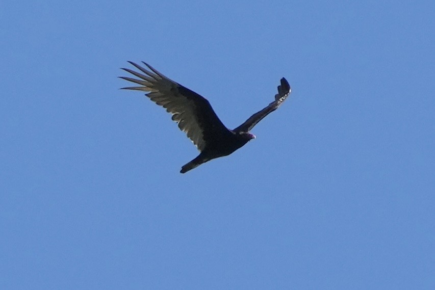 Turkey Vulture - ML619211591