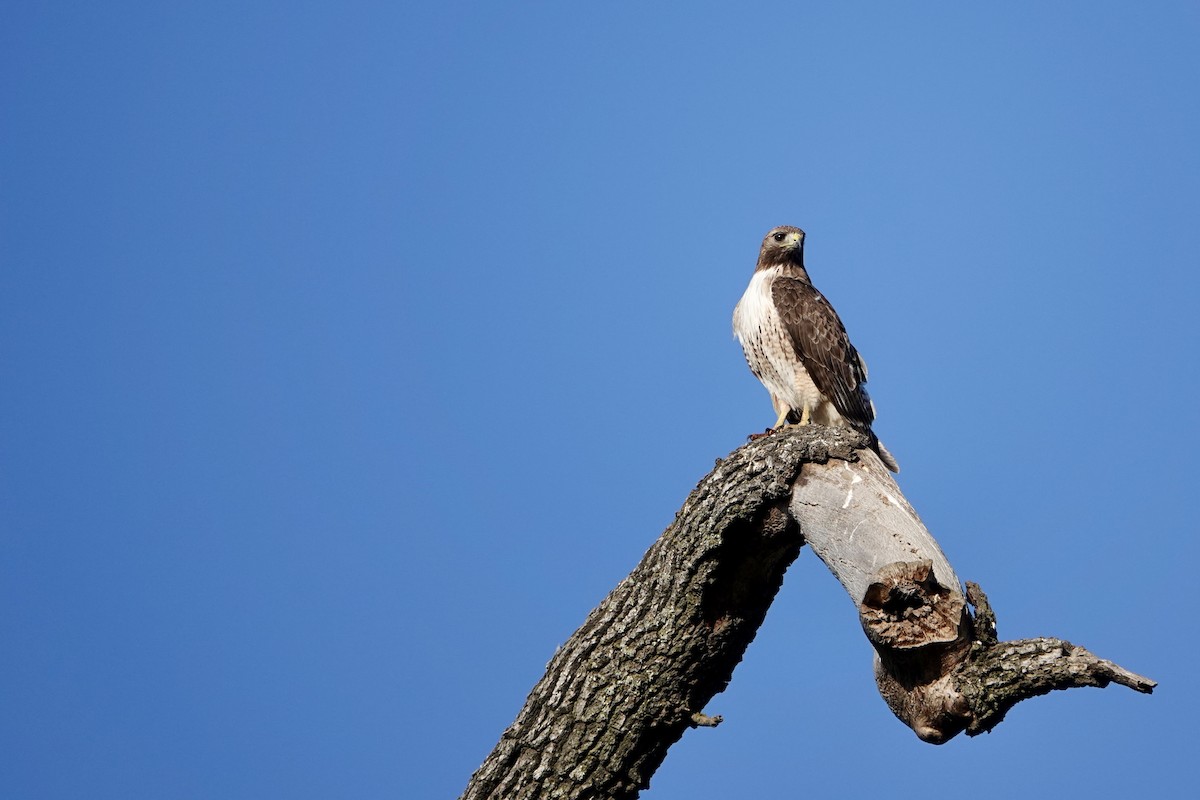 Red-tailed Hawk - ML619211611