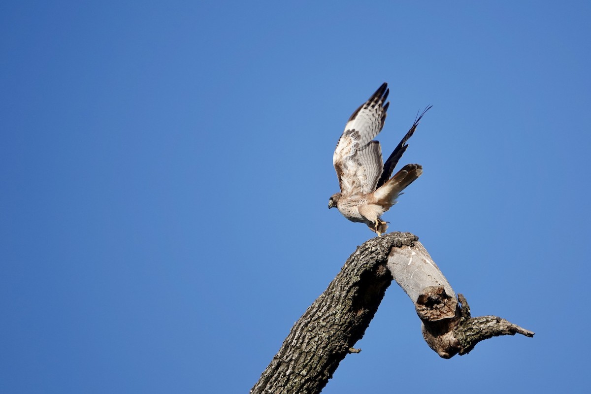 Red-tailed Hawk - ML619211612