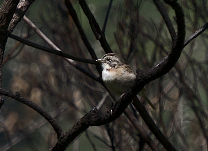 Rufous-collared Sparrow - ML619211615