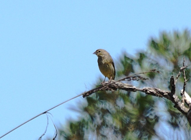 Stripe-tailed Yellow-Finch - ML619211641