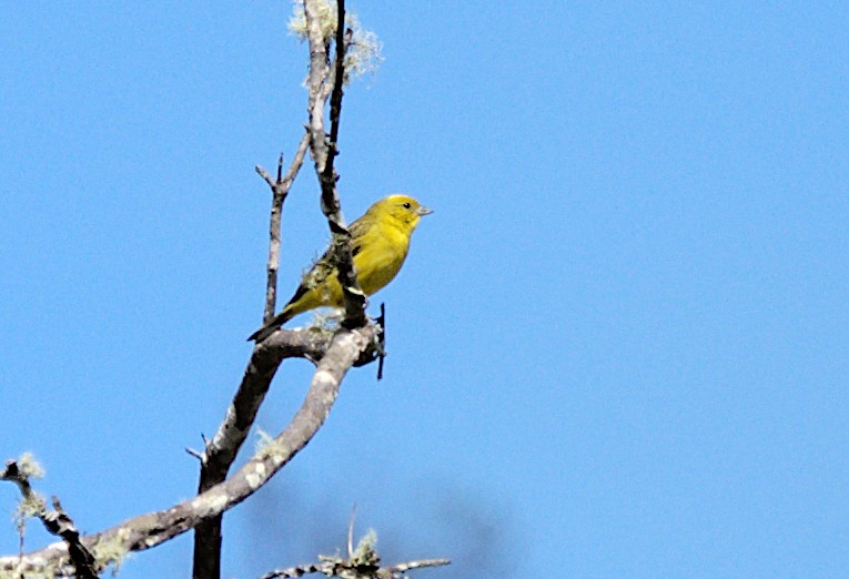 Stripe-tailed Yellow-Finch - ML619211642