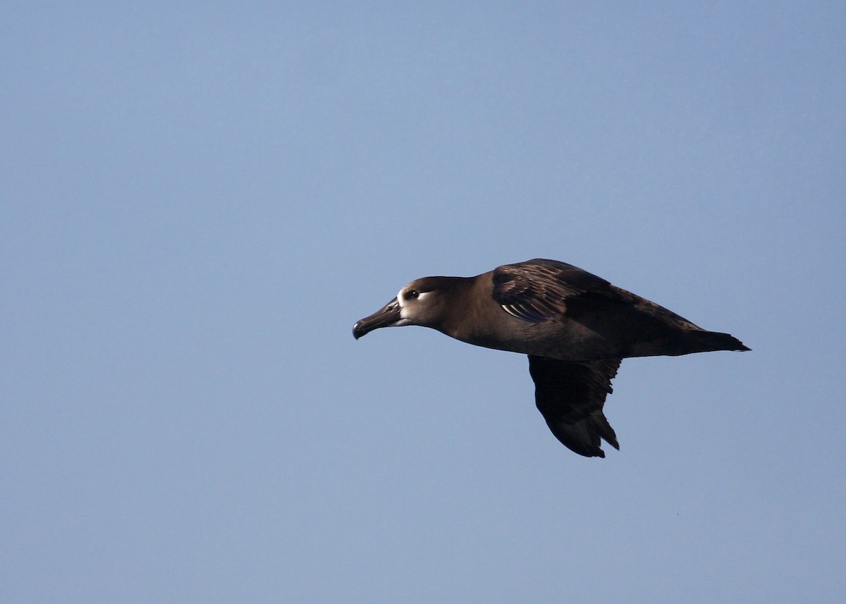 albatros černonohý - ML619211643