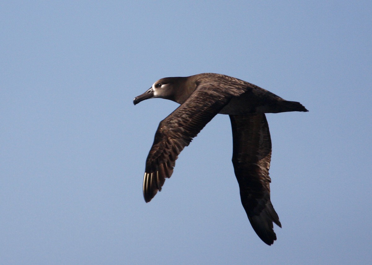 albatros černonohý - ML619211647