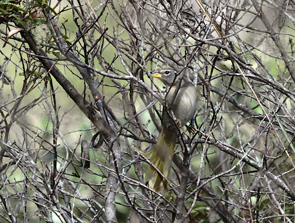 Pale-throated Pampa-Finch - ML619211656