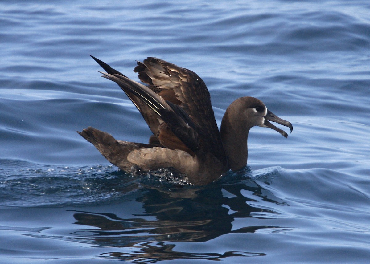 albatros černonohý - ML619211661