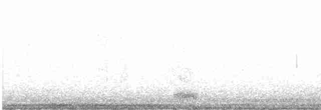 אנפה משורטטת אמריקנית - ML619211703