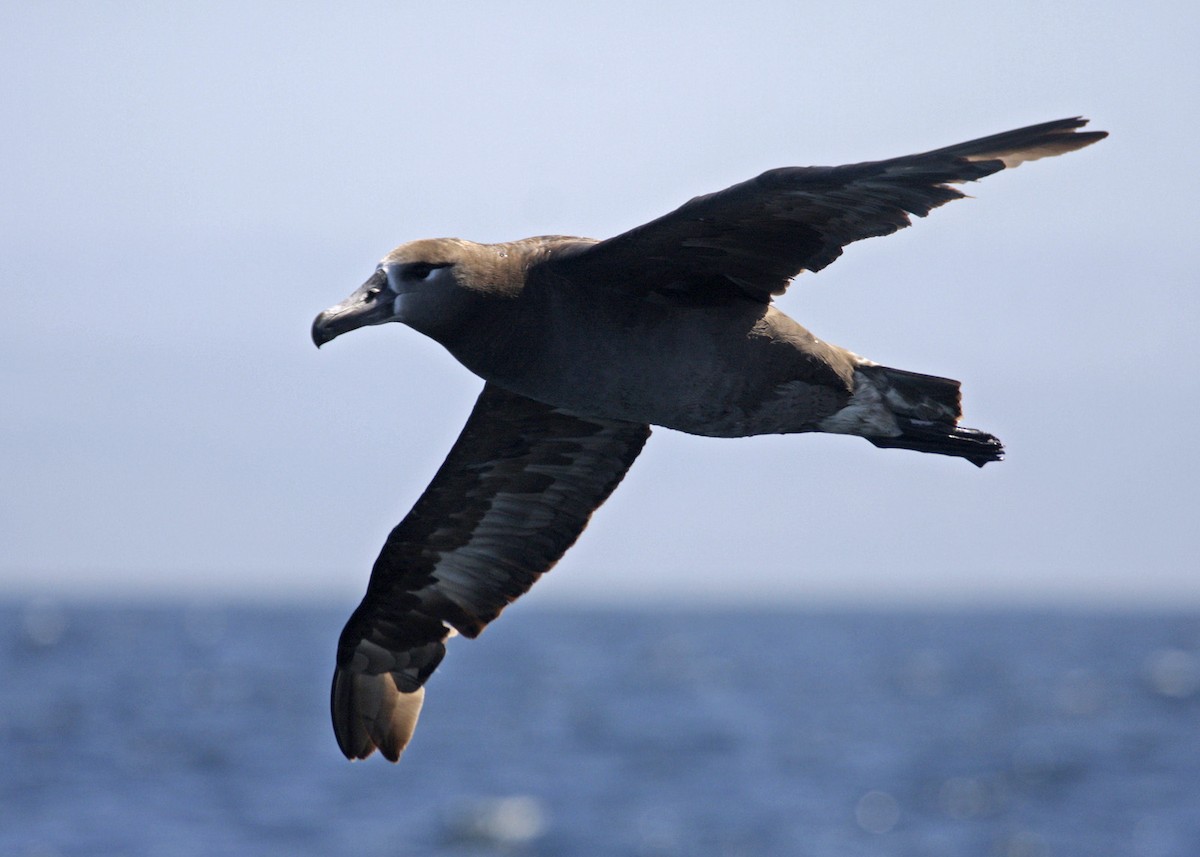 albatros černonohý - ML619211706