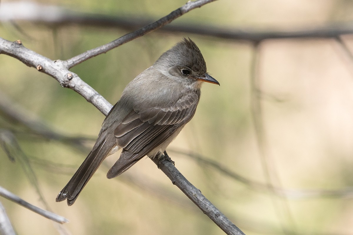 Greater Pewee - ML619211765