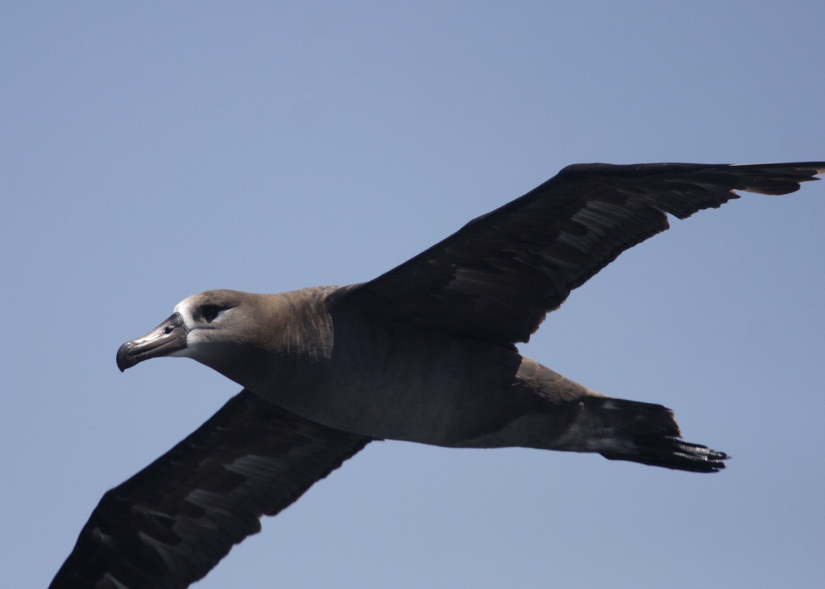 albatros černonohý - ML619211766