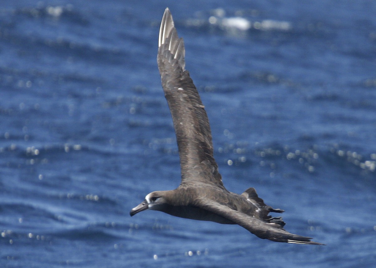albatros černonohý - ML619211783