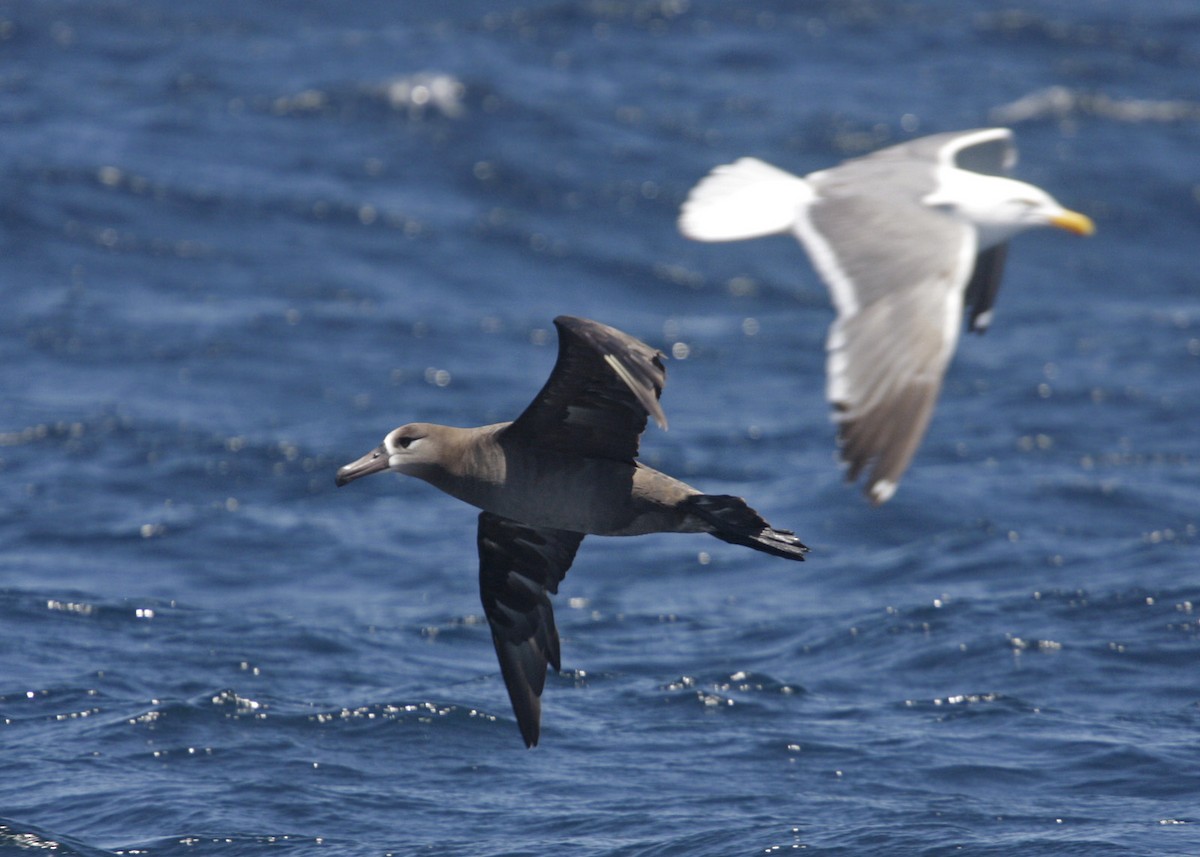 albatros černonohý - ML619211784