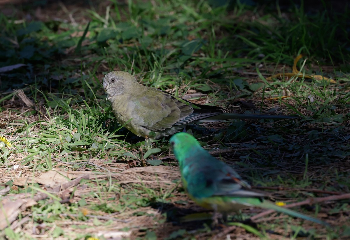 Red-rumped Parrot - ML619211940