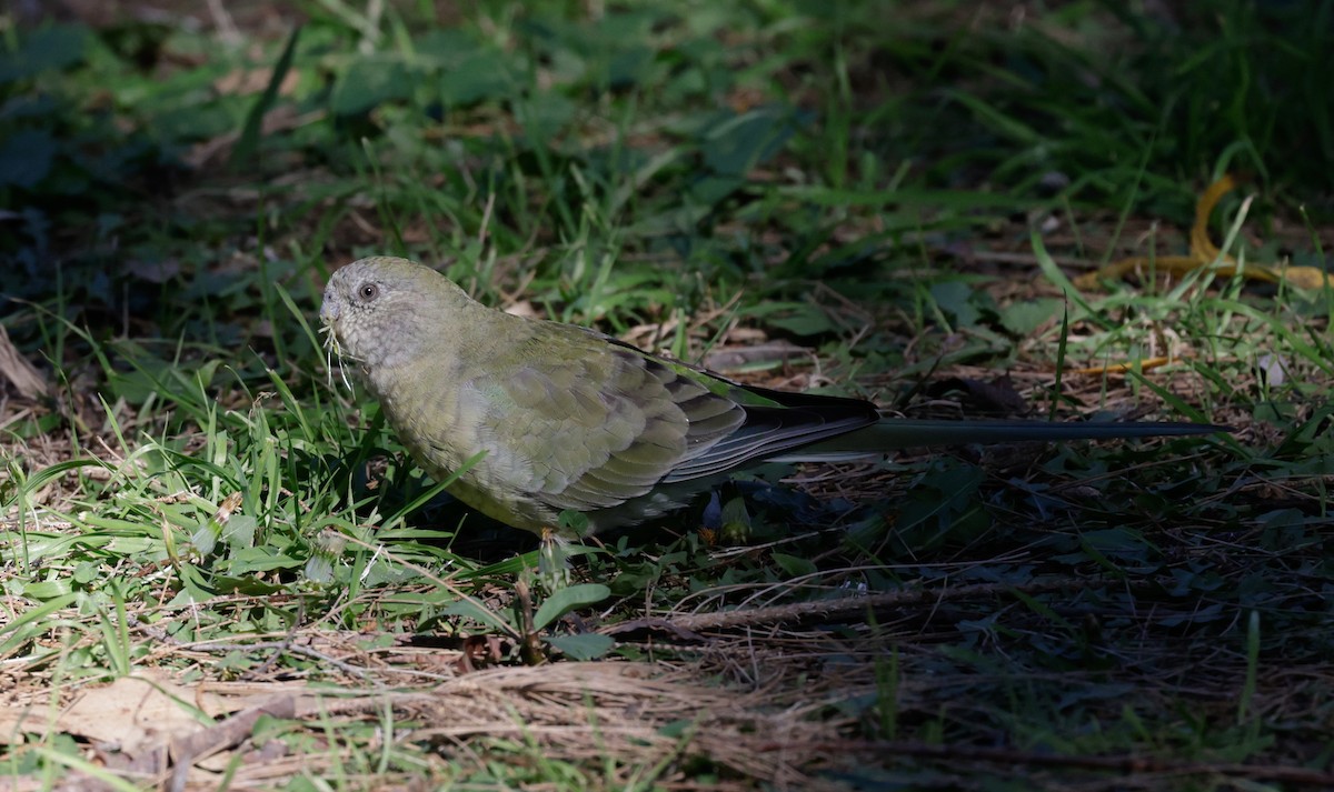 Red-rumped Parrot - ML619211944