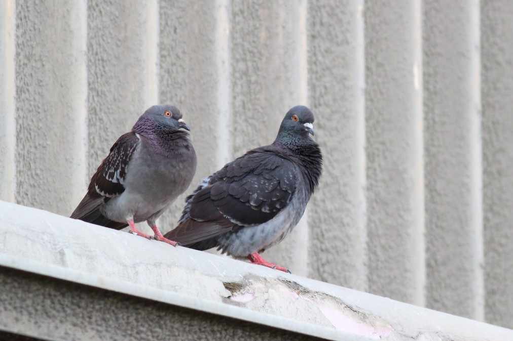 Rock Pigeon (Feral Pigeon) - ML619212128