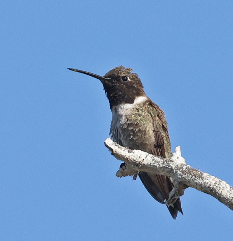 Black-chinned Hummingbird - ML619212143