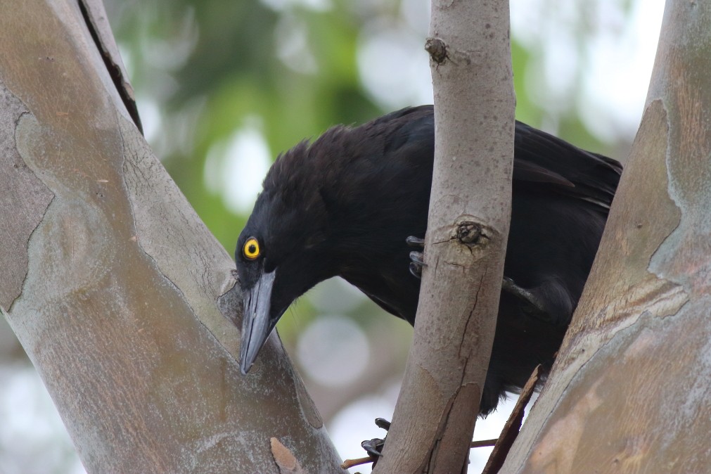 Pied Currawong - ML619212149
