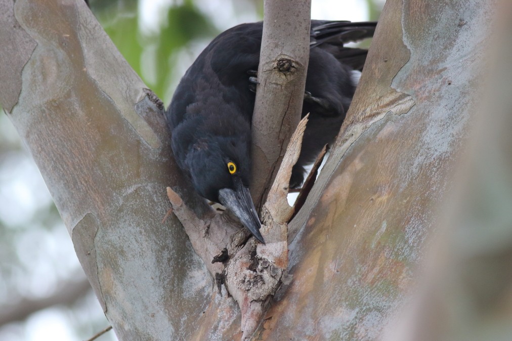Pied Currawong - ML619212150