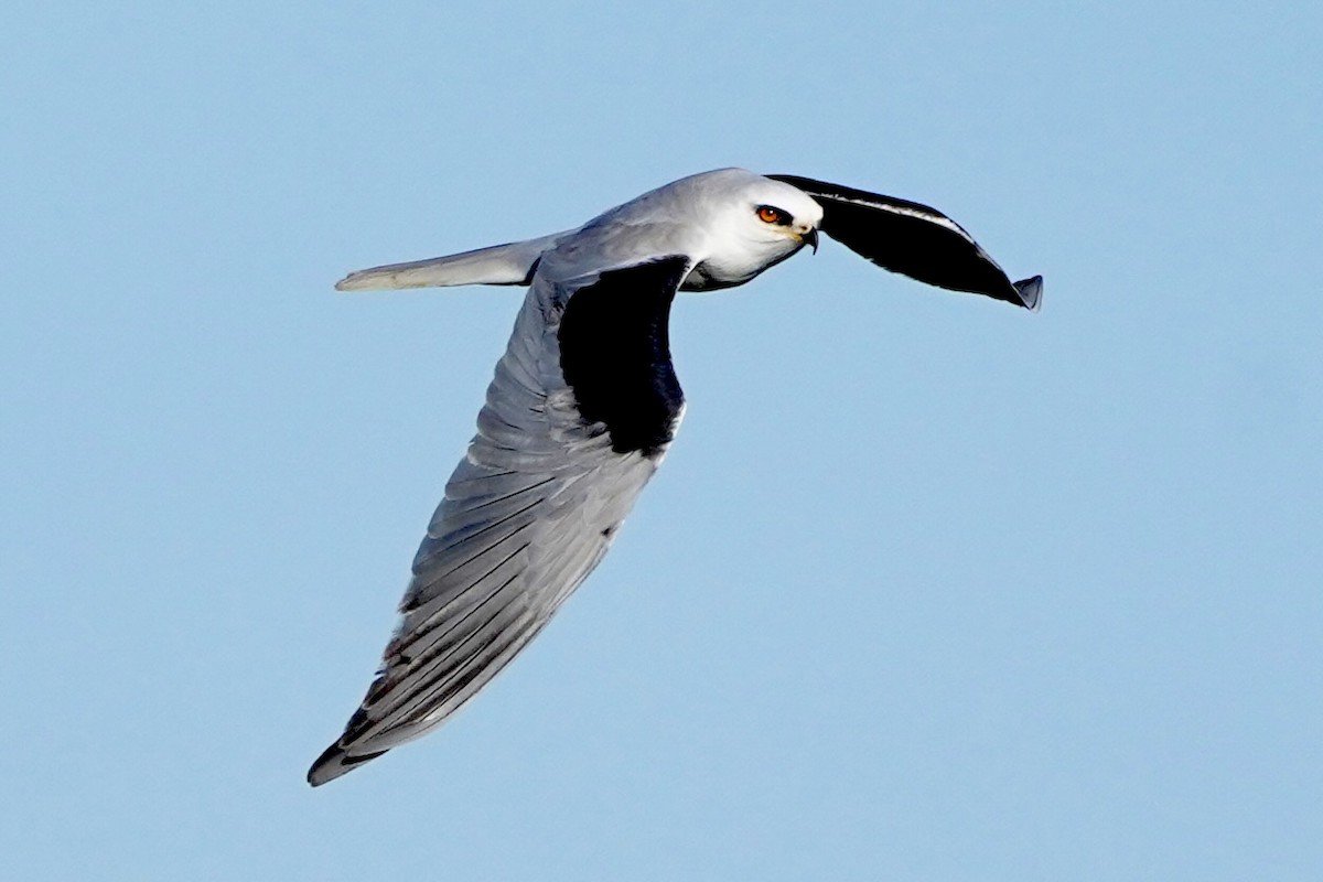 White-tailed Kite - ML619212192