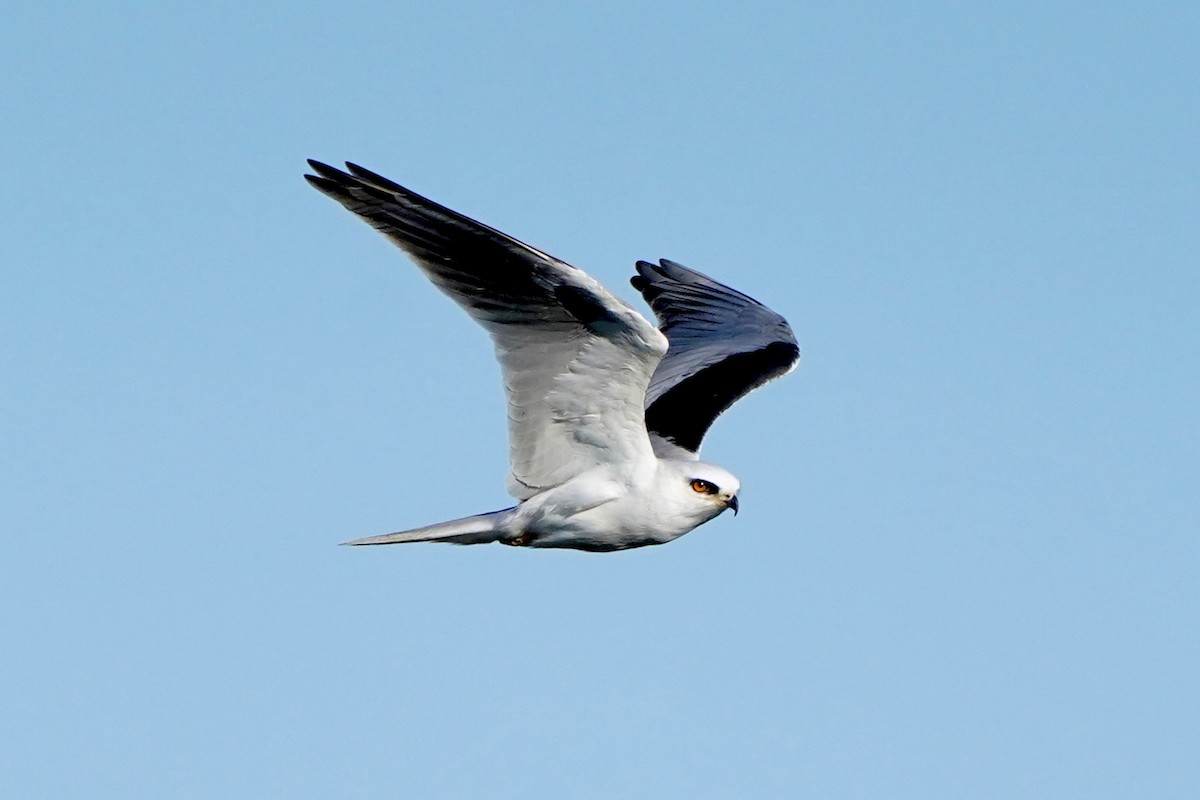 White-tailed Kite - ML619212193