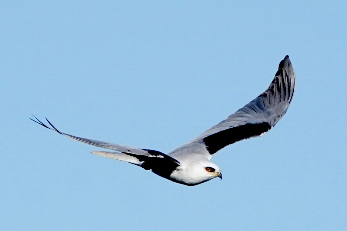 White-tailed Kite - ML619212194