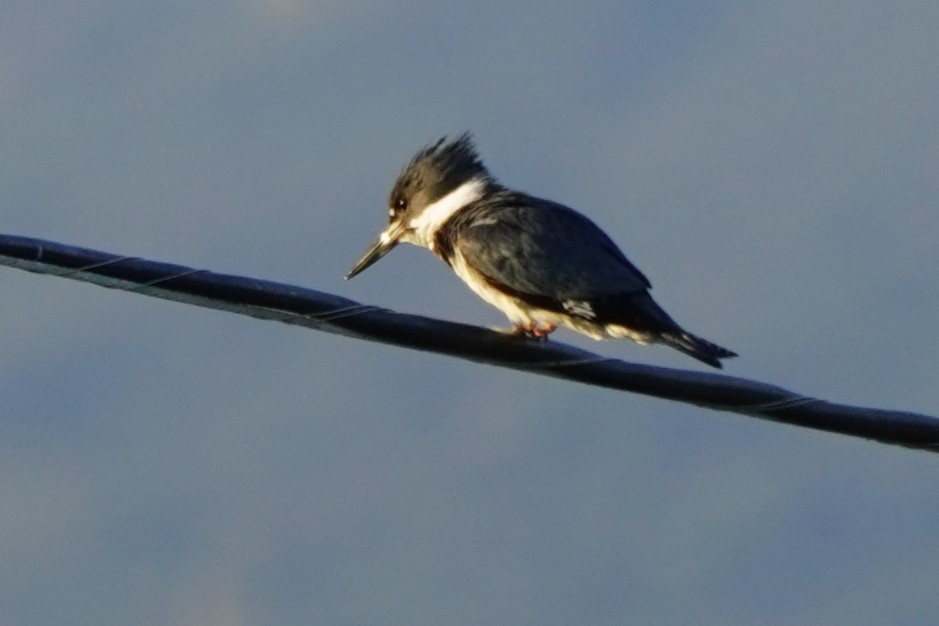 Belted Kingfisher - ML619212339