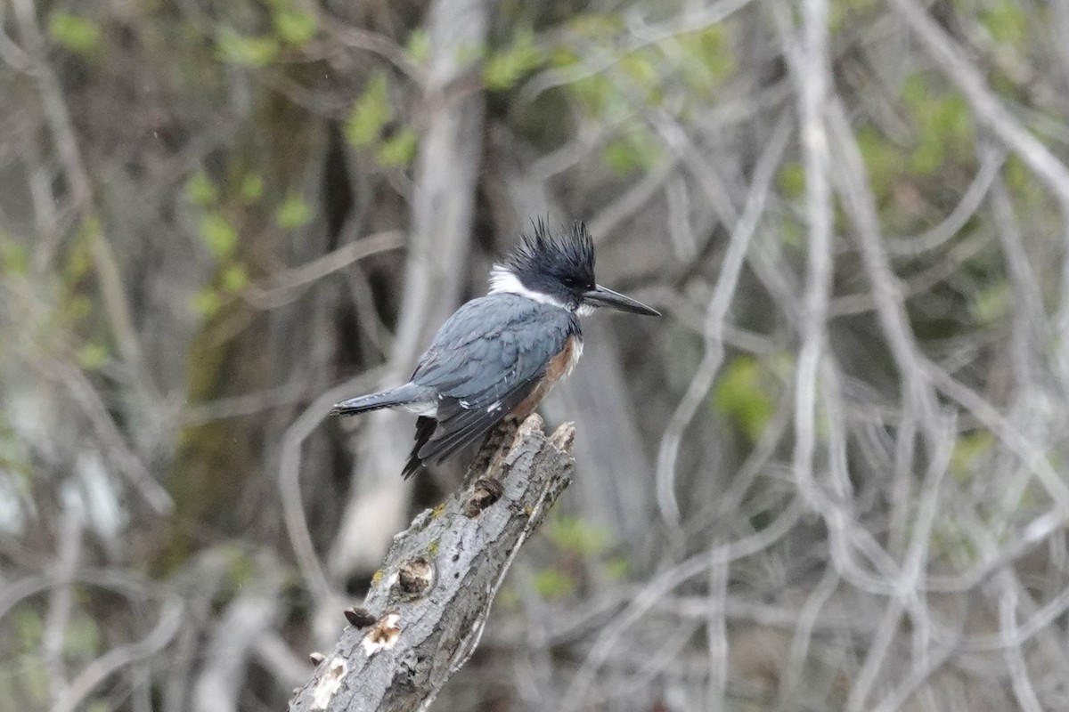 Belted Kingfisher - ML619212346