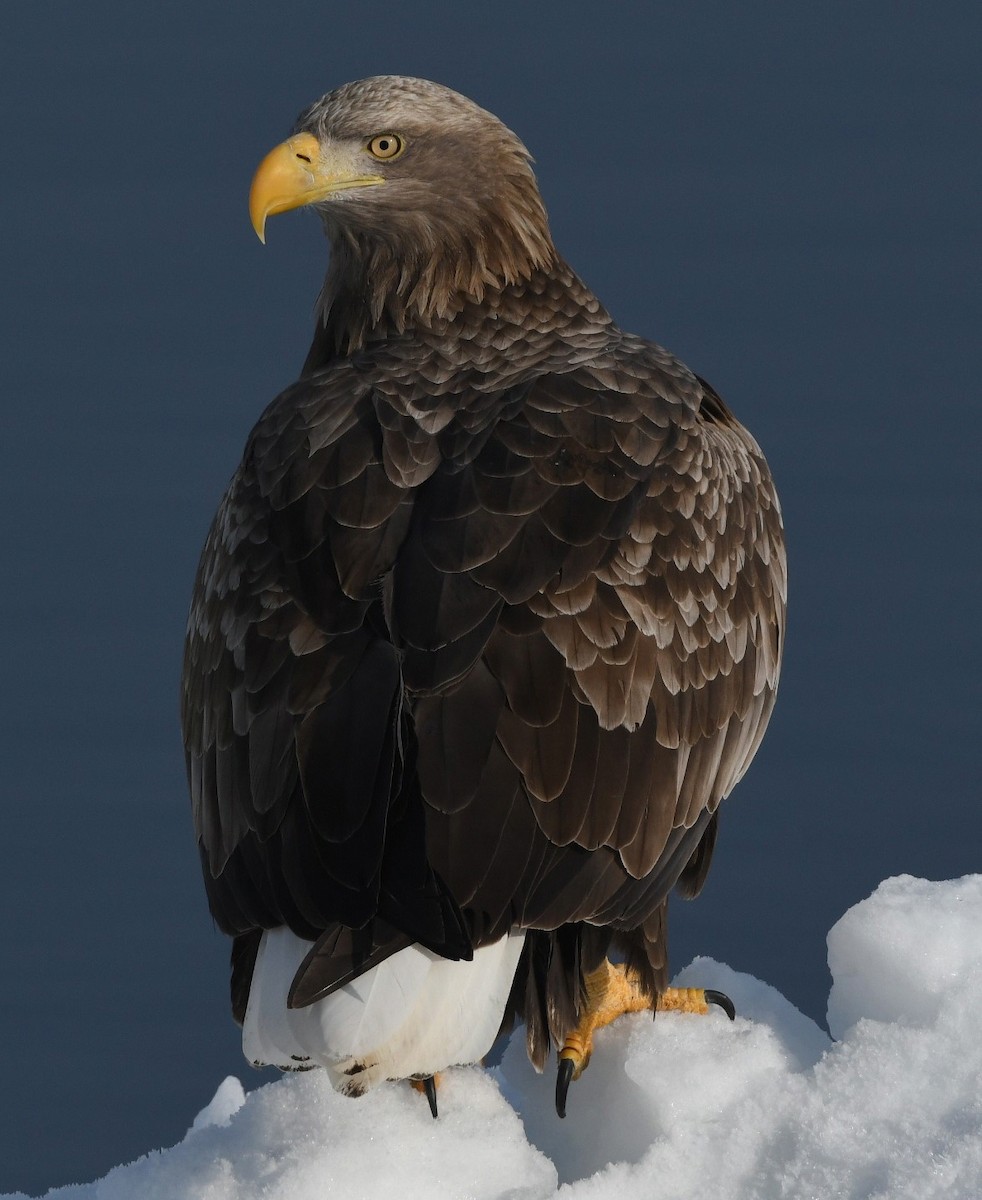 White-tailed Eagle - ML619212348