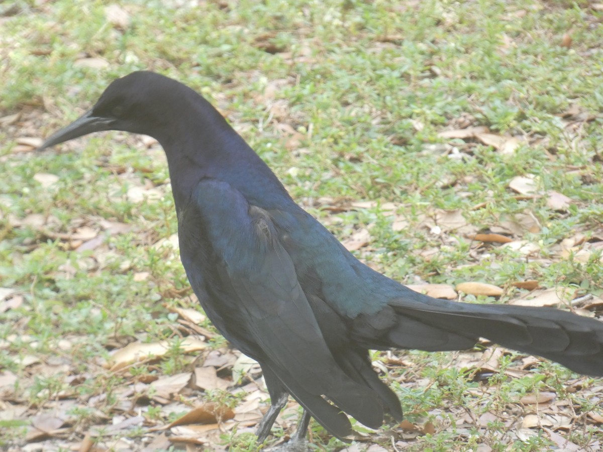Boat-tailed Grackle - ML619212371