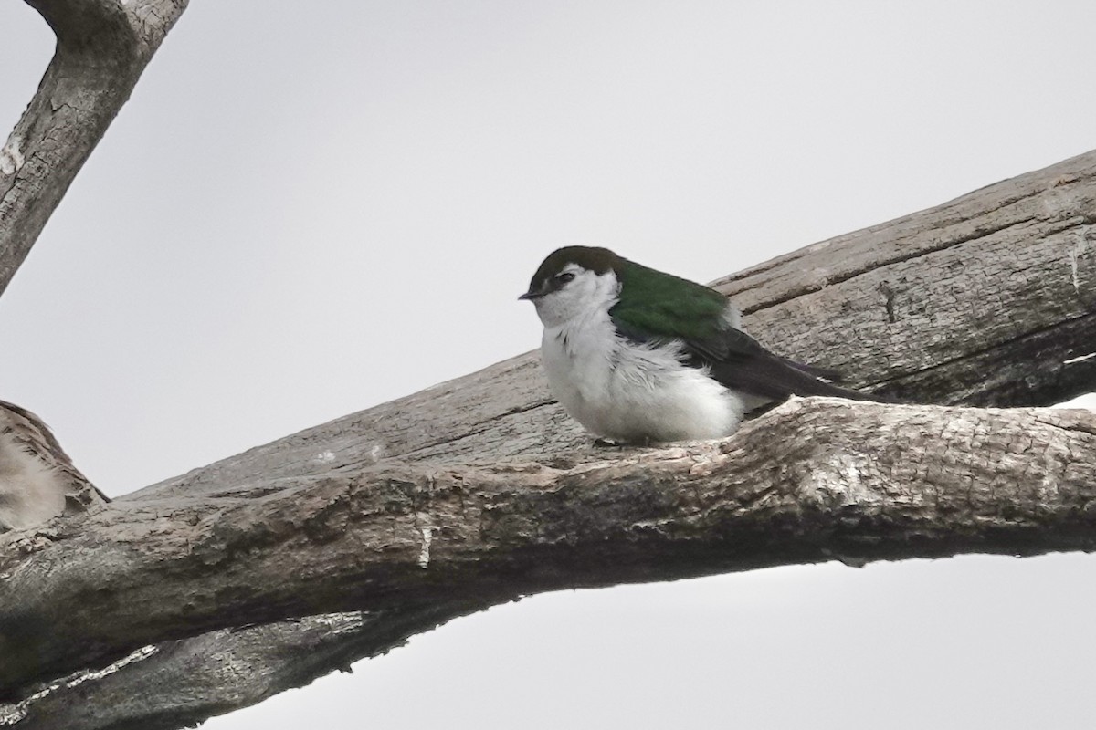 Violet-green Swallow - ML619212378
