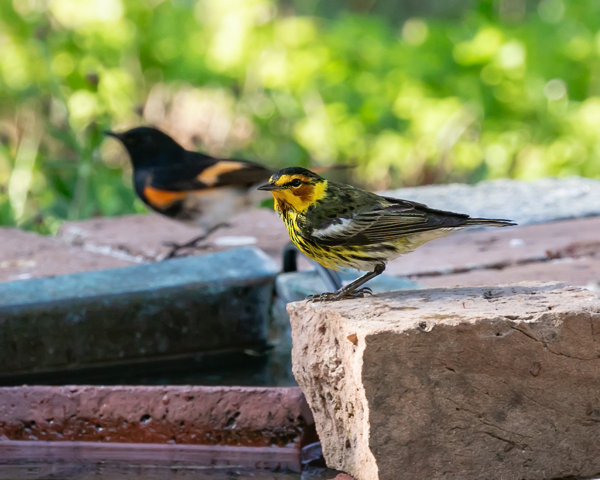 Cape May Warbler - ML619212446