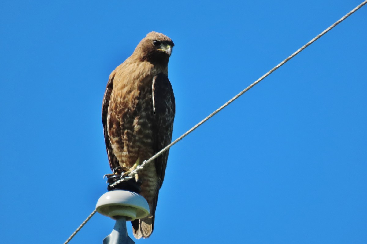 Red-tailed Hawk - ML619212447