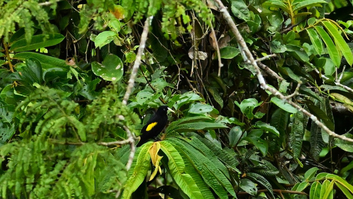 Yellow-rumped Cacique - ML619212451