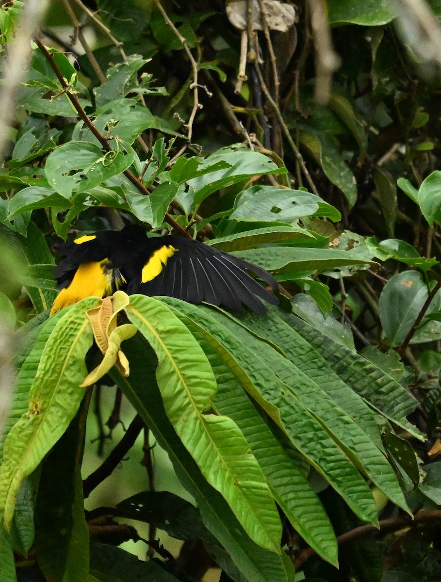 Yellow-rumped Cacique - ML619212452