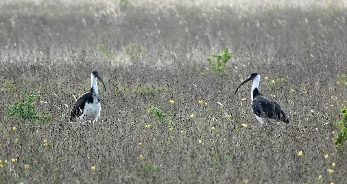 ibis slámokrký - ML619212470
