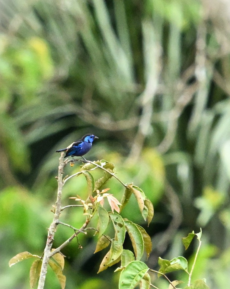 Opal-rumped Tanager - ML619212476