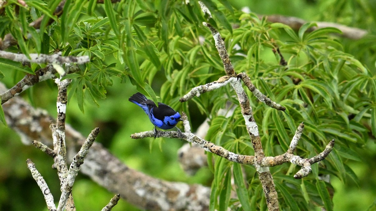 Opal-rumped Tanager - ML619212477