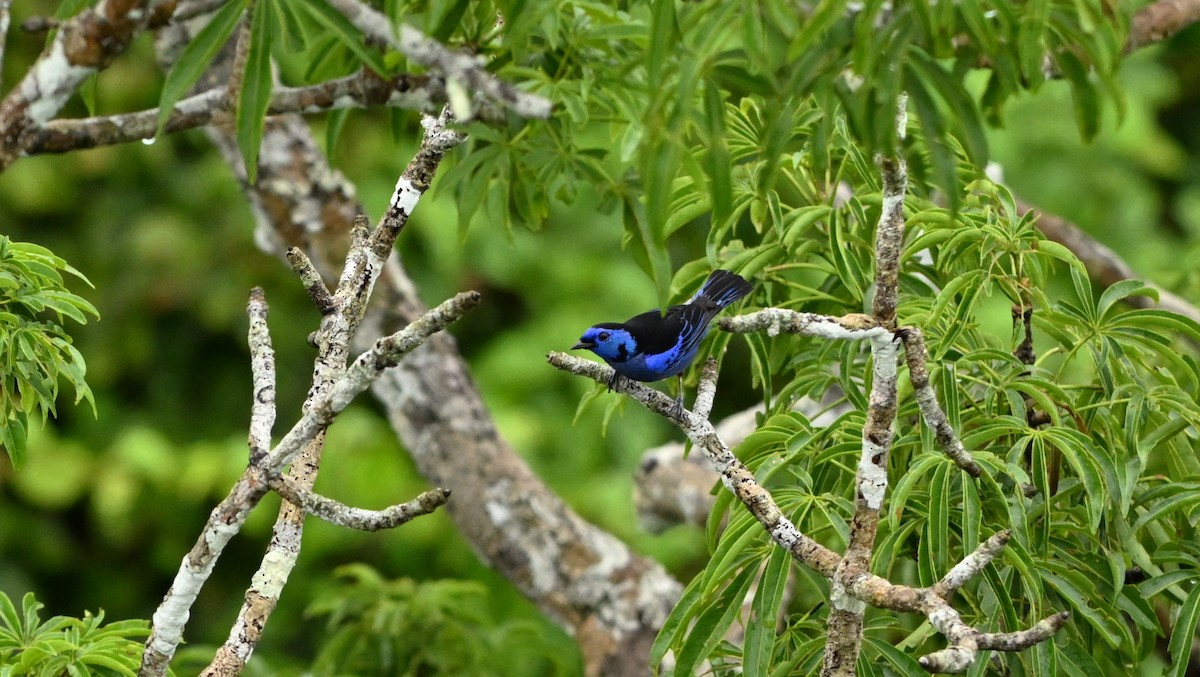 Opal-rumped Tanager - ML619212478