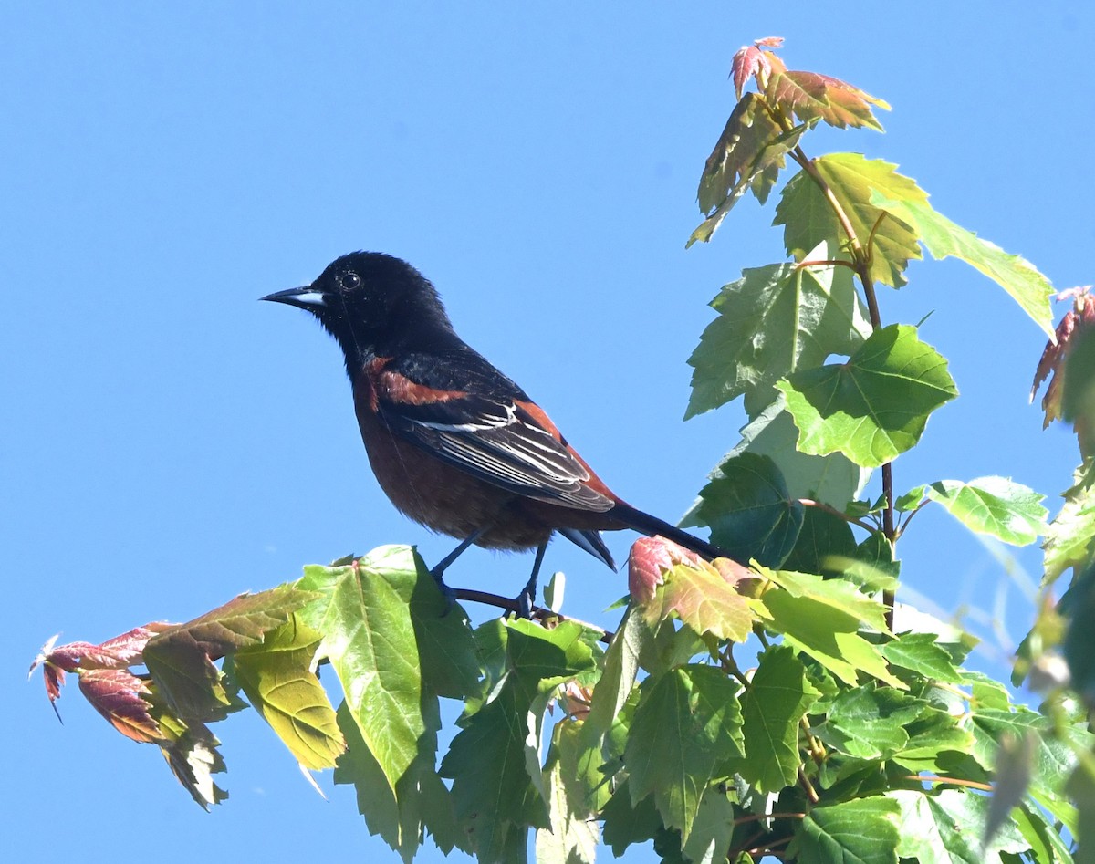 Orchard Oriole - ML619212481