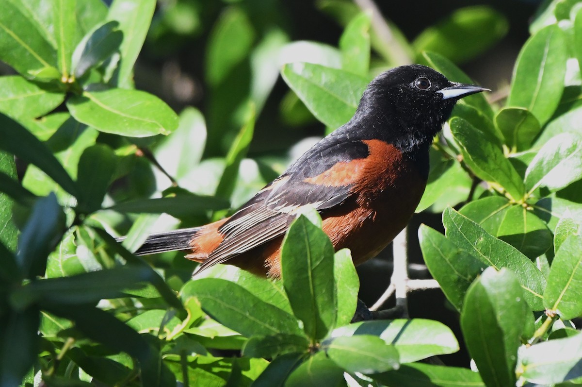 Orchard Oriole - ML619212498