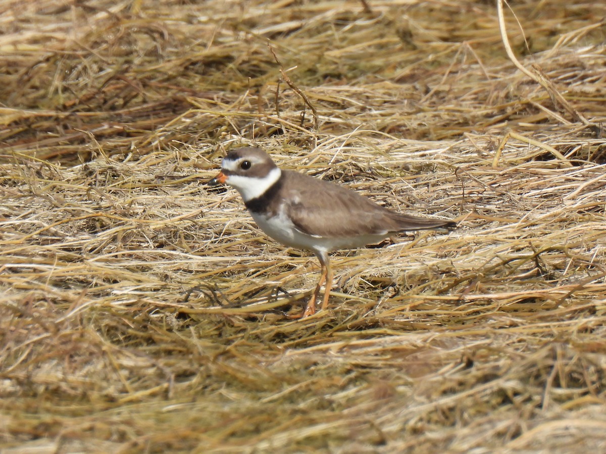 Semipalmated Plover - ML619212525